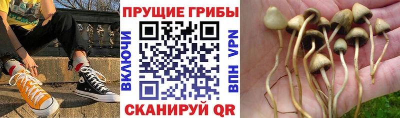 цены наркотик  Гусиноозёрск  Псилоцибиновые грибы GOLDEN TEACHER 